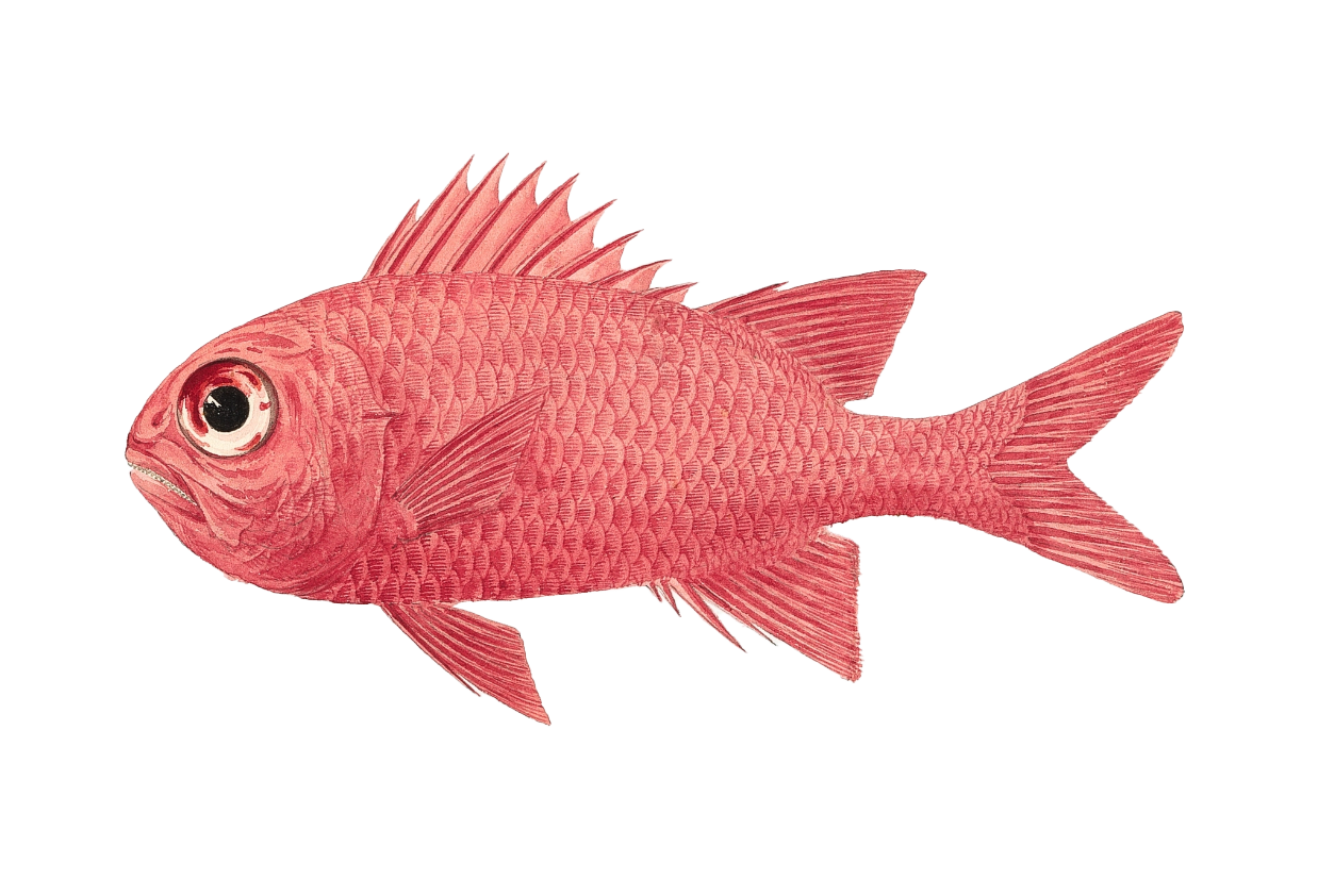 Peixe-salmao