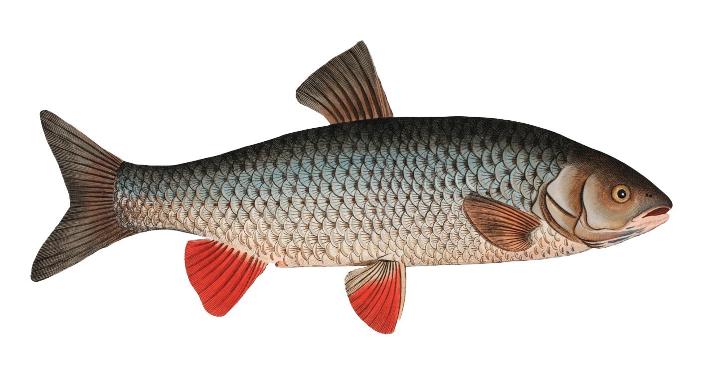 peixe 2