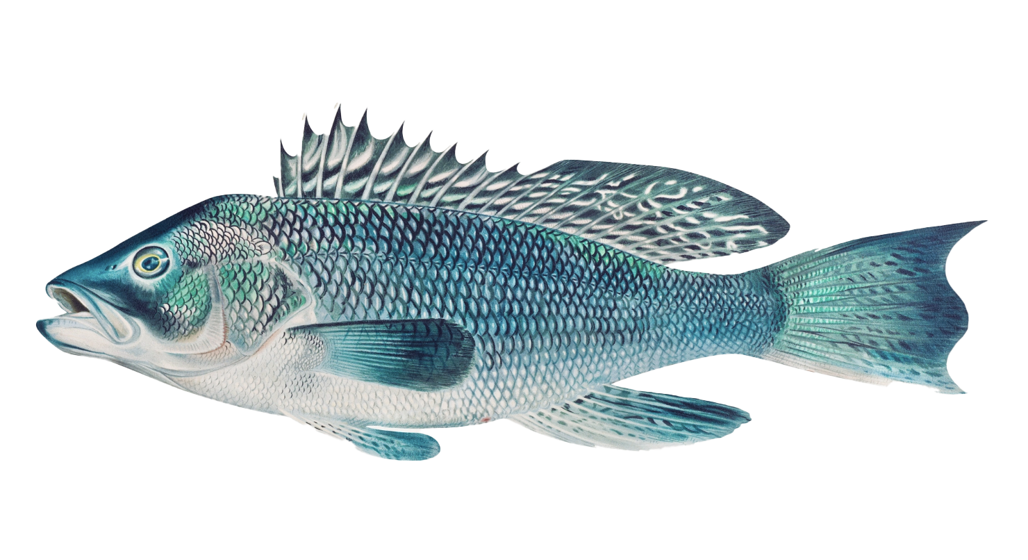 peixe azul